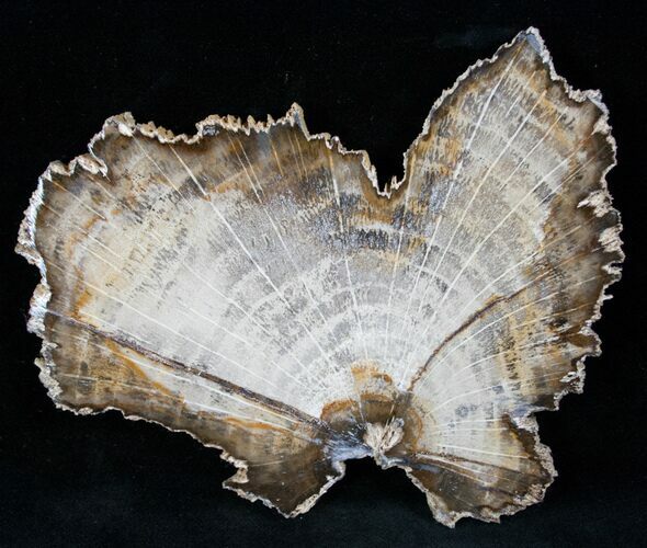 Stunning Oak Petrified Wood Slab From Washington - #13224